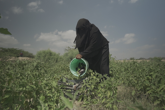 Zahr harvesting eggplants from her farm after restoring access to water, thanks to the rehabilitation of water canals in her village through the collaboration between FAO and Kuwait. Khanfar District, Abyan Governorate. ©Ali Najeeb/FAO